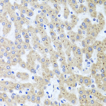 Anti-ADIPOQ Antibody (CAB2543)