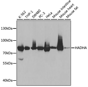 Anti-HADHA Antibody [KO Validated] (CAB5346)