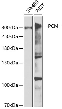 Anti-PCM1 Antibody (CAB5696)