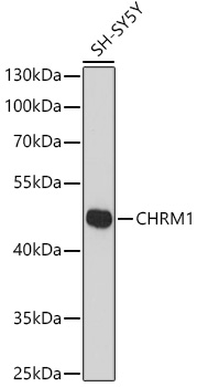 Anti-CHRM1 Antibody (CAB16819)