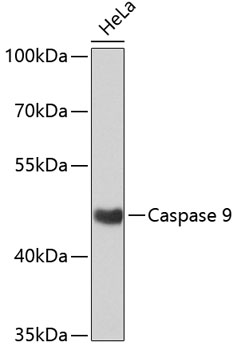 Anti-Caspase-9 Antibody (CAB11451)