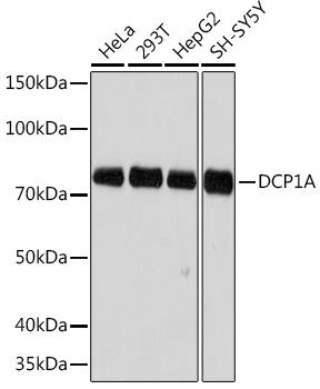 Anti-DCP1A Antibody (CAB6824)