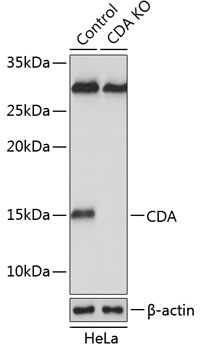 Anti-CDA Antibody [KO Validated] (CAB19845)