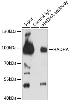 Anti-HADHA Antibody (CAB13310)