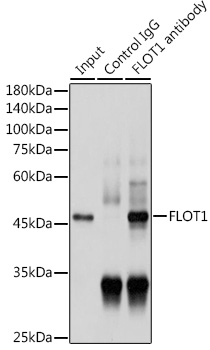 Anti-FLOT1 Antibody (CAB6220)