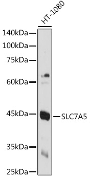 Anti-SLC7A5 Antibody (CAB2833)