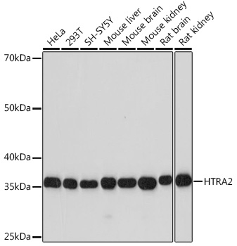 Anti-HTRA2 Antibody (CAB3904)