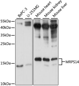 Anti-MRPS14 Antibody (CAB15498)