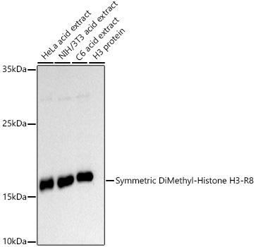 Western blot analysis of extracts of various cell lines, using Symmetric DiMethyl-Histone H3-R8 antibody at 1:500 dilution. Secondary antibody: HRP Goat Anti-Rabbit IgG (H+L) at 1:10000 dilution. Lysates/proteins: 25ug per lane. Blocking buffer: 3% nonfat dry milk in TBST. Detection: ECL Basic Kit. Exposure time: 90s.