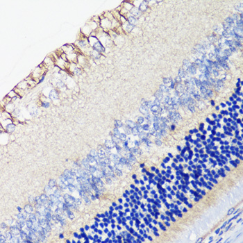 Anti-DRD4 Antibody (CAB1337)