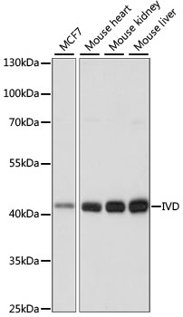 Anti-IVD Antibody (CAB15281)