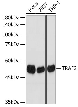 Anti-TRAF2 Antibody (CAB19129)