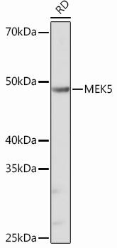 Anti-MEK5 Antibody