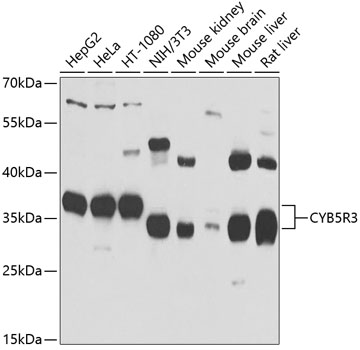 Anti-CYB5R3 Antibody (CAB7535)