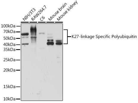 Anti-K27-linkage Specific Polyubiquitin Antibody (CAB18202)