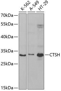 Anti-CTSH Antibody (CAB5368)