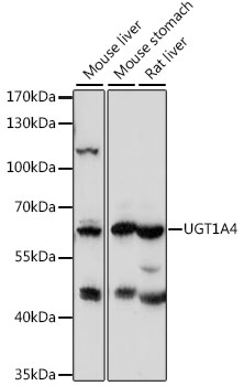 Anti-UGT1A4 Antibody (CAB15849)