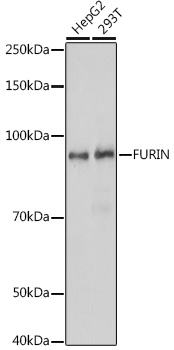 Anti-FURIN Antibody (CAB7445)