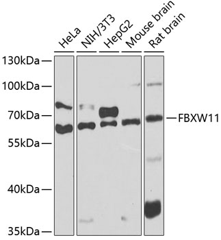 Anti-FBXW11 Antibody (CAB7784)