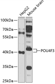 Anti-POU4F3 Antibody (CAB14049)