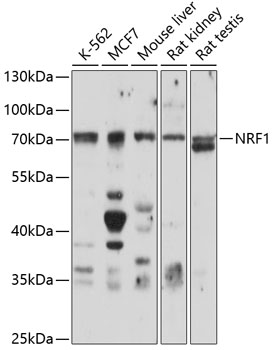 Anti-NRF1 Antibody (CAB5547)