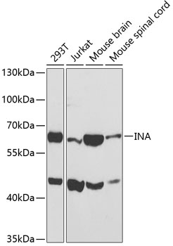 Anti-INA Antibody (CAB3109)