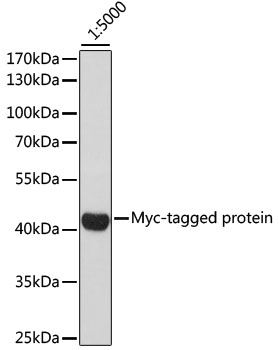 Anti-HRP-conjugated anti Myc-Tag Antibody (CABE026)