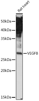 Anti-VEGFB Antibody (CAB2132)