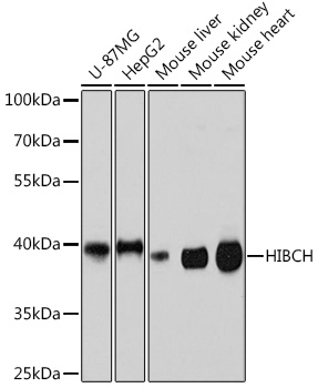 Anti-HIBCH Antibody (CAB17129)