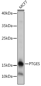 Anti-PTGES Antibody (CAB18632)