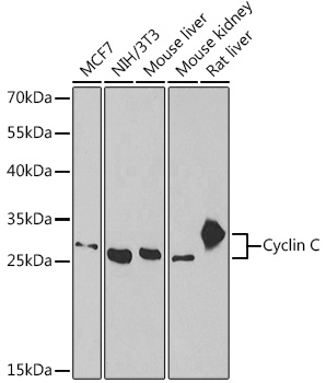 Anti-Cyclin C Antibody (CAB6545)