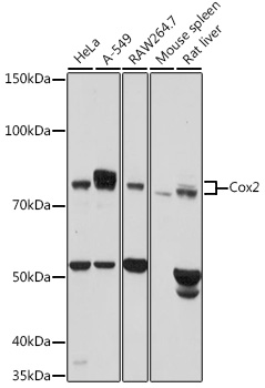 Anti-Cox2 Antibody (CAB1253)