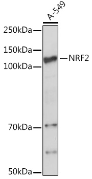 Anti-NRF2 Antibody (CAB1244)