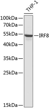 Anti-IRF8 Antibody (CAB13677)