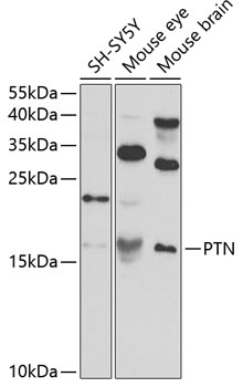 Anti-PTN Antibody (CAB3124)