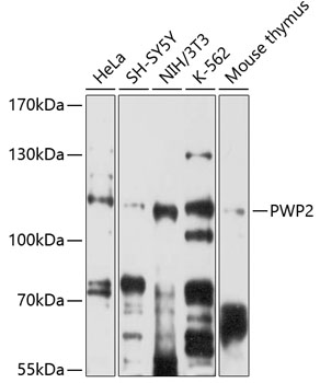 Anti-PWP2 Antibody (CAB5929)