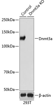 Anti-Dnmt3a Antibody [KO Validated] (CAB19659)