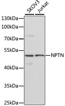 Anti-Neuroplastin Polyclonal Antibody (CAB7972)