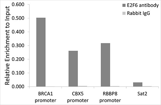 Anti-E2F6 Antibody (CAB6151)