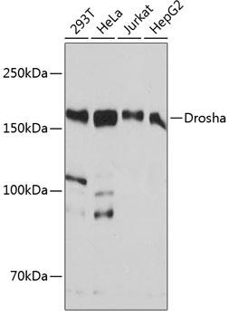 Anti-Drosha Antibody (CAB19598)