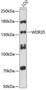 Anti-WDR35 Antibody (CAB12824)