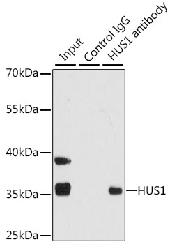 Anti-HUS1 Antibody (CAB5407)