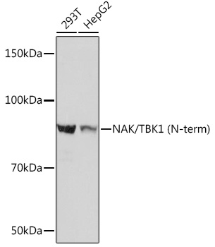 Anti-NAK/TBK1 (N-term) Antibody (CAB3458)