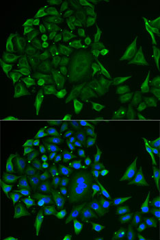 Anti-COX IV Antibody (CAB6564)