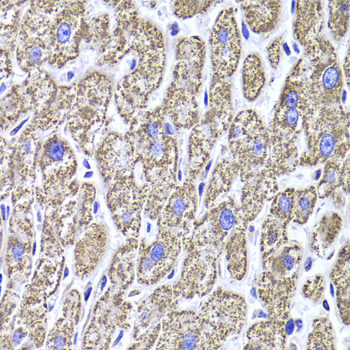 Anti-MDH2 Antibody (CAB6297)