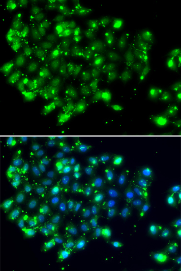 Anti-NAT9 Antibody (CAB7204)