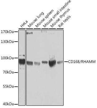 Western blot analysis of extracts of various cell lines, using CD168/RHAMM antibody at 1:1000 dilution. Secondary antibody: HRP Goat Anti-Rabbit IgG (H+L) at 1:10000 dilution. Lysates/proteins: 25ug per lane. Blocking buffer: 3% nonfat dry milk in TBST. Detection: ECL Basic Kit. Exposure time: 90s.