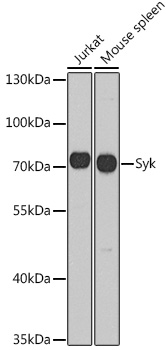 Anti-Syk Antibody (CAB2123)