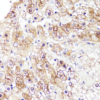 Anti-CYP3A4 Antibody (CAB2544)