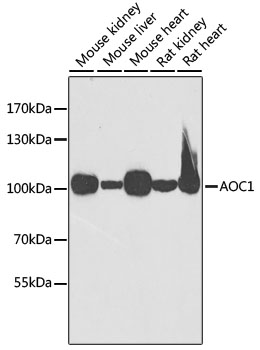 Anti-AOC1 Antibody (CAB6249)